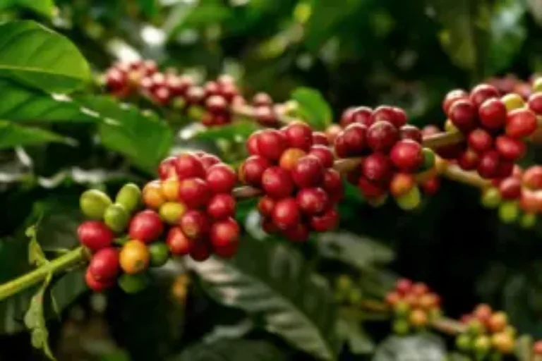 Cafeaua Arabica