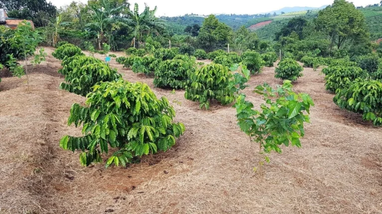 Cafeaua robusta